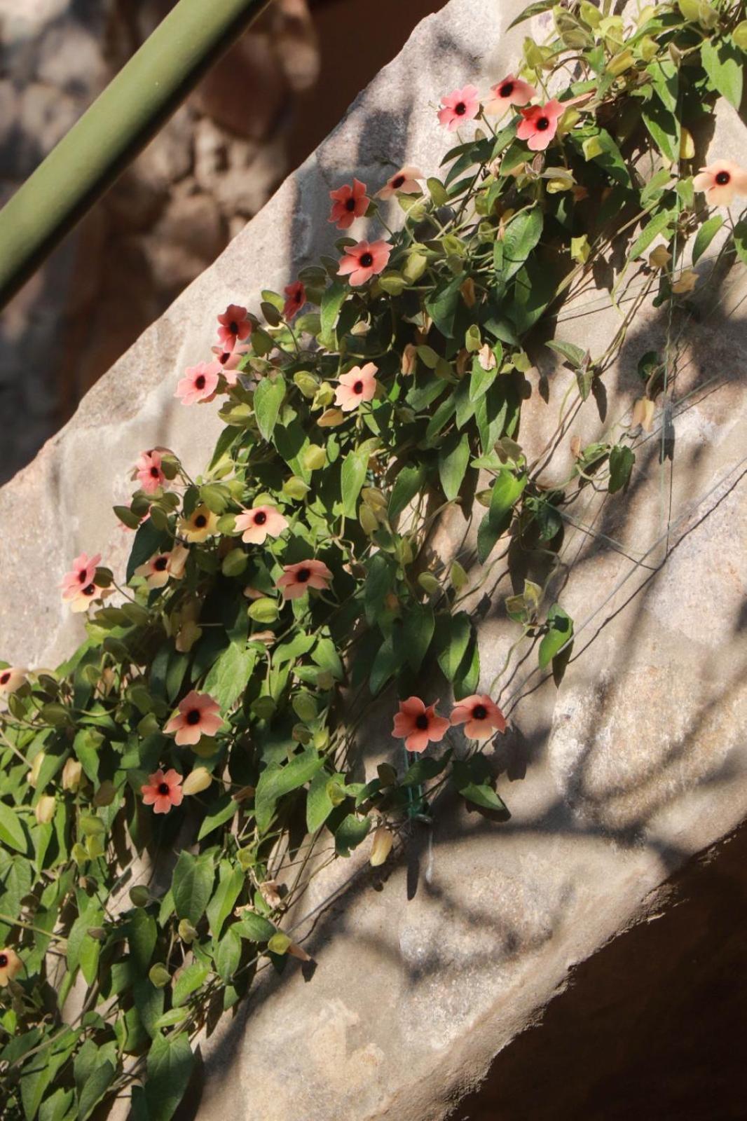 Casa De Aida Daire Calca Dış mekan fotoğraf